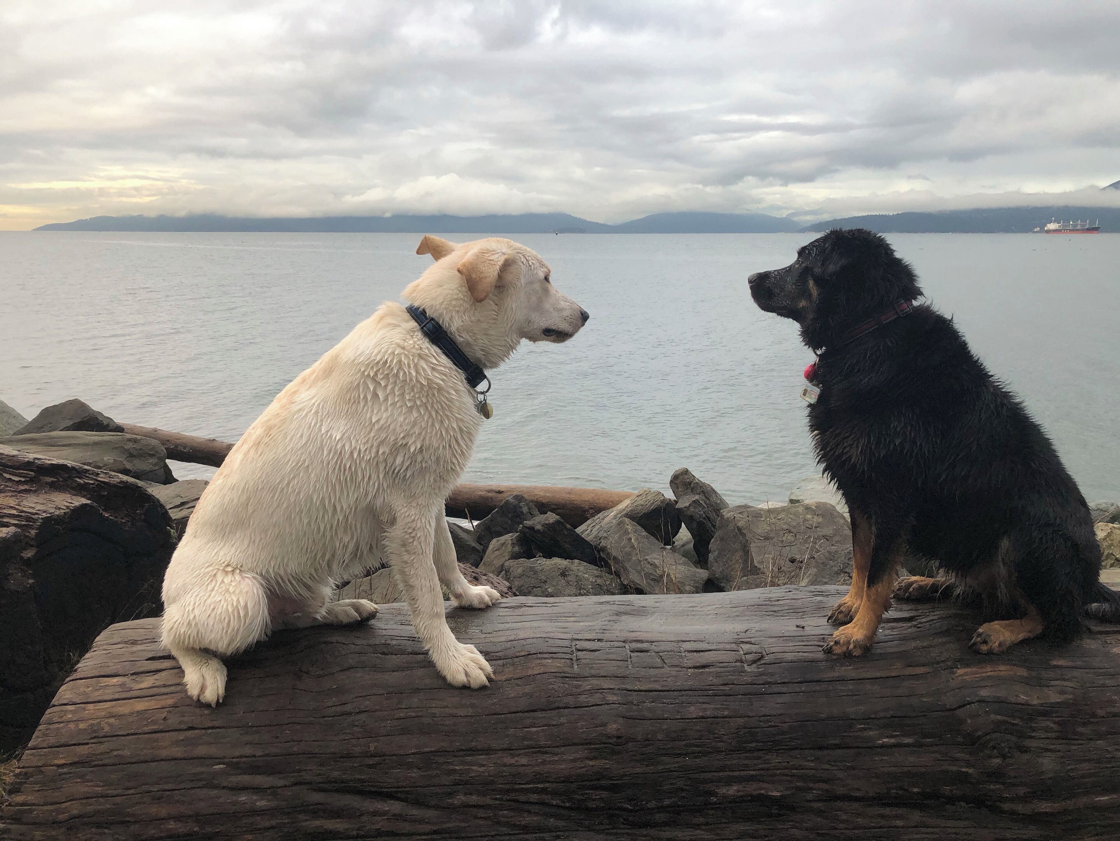Dogs pondering life. 
#mybackyard
#localtreasure