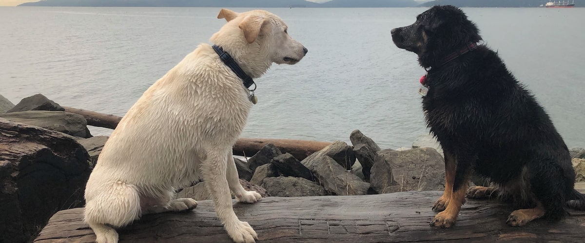 Dogs pondering life. 
#mybackyard
#localtreasure