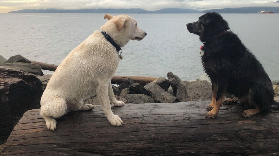 Dogs pondering life.
#mybackyard
#localtreasure