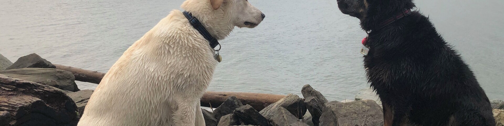 Dogs pondering life.
#mybackyard
#localtreasure