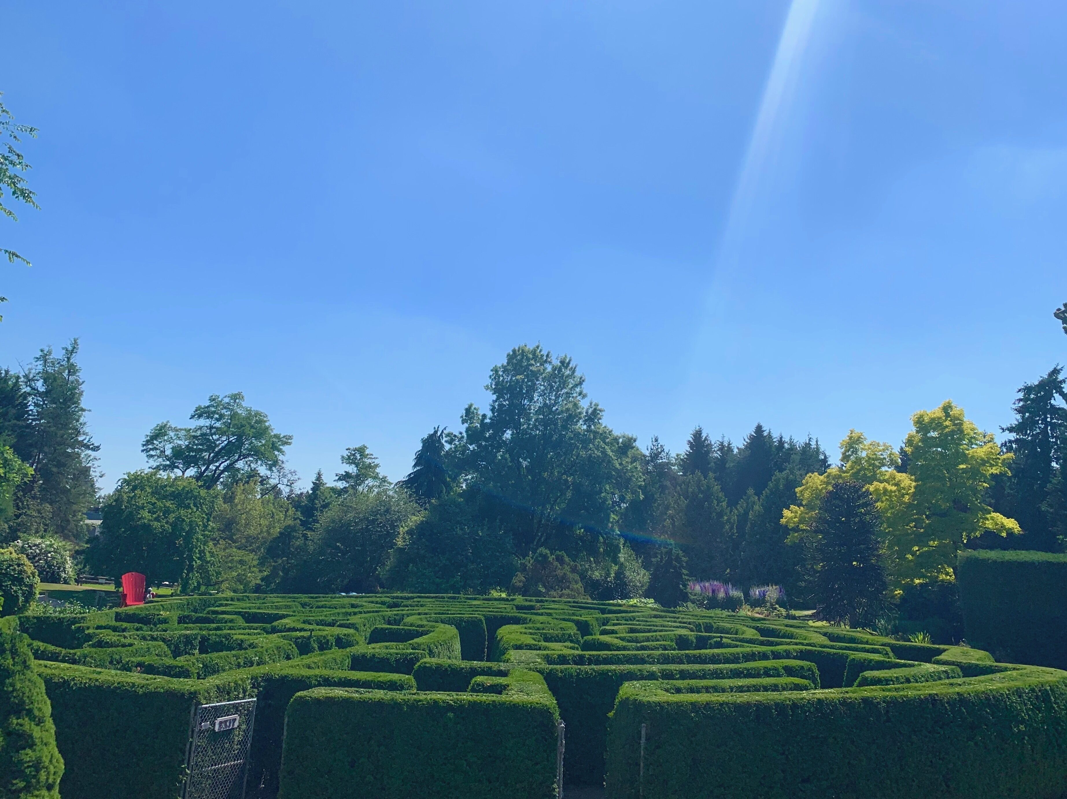 Maze #vancouver #vancity #nature
