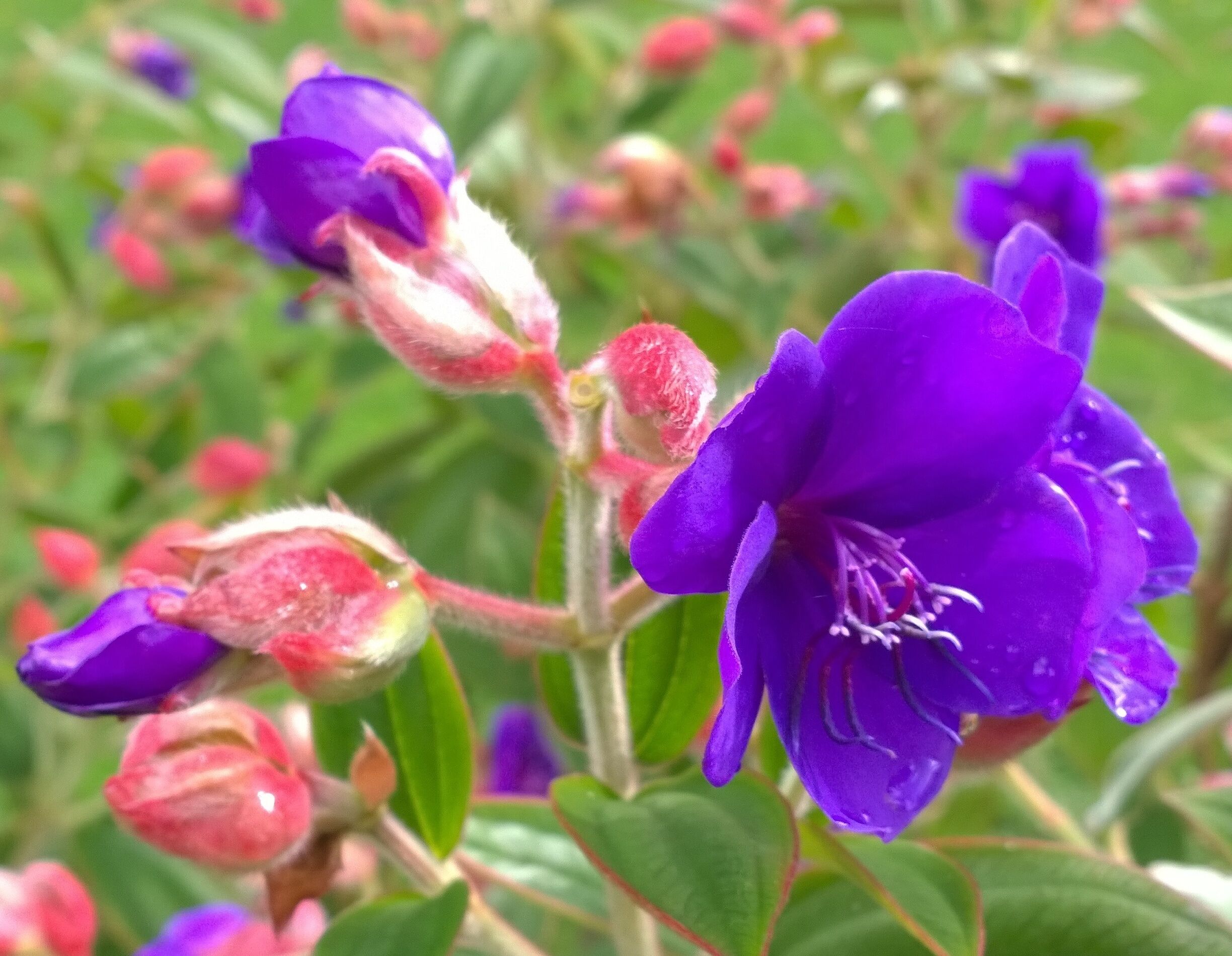 The gardens at Queen Elizabeth Park are beautiful, creatively planted and...wait for it...FREE!