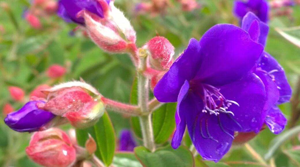 The gardens at Queen Elizabeth Park are beautiful, creatively planted and...wait for it...FREE!