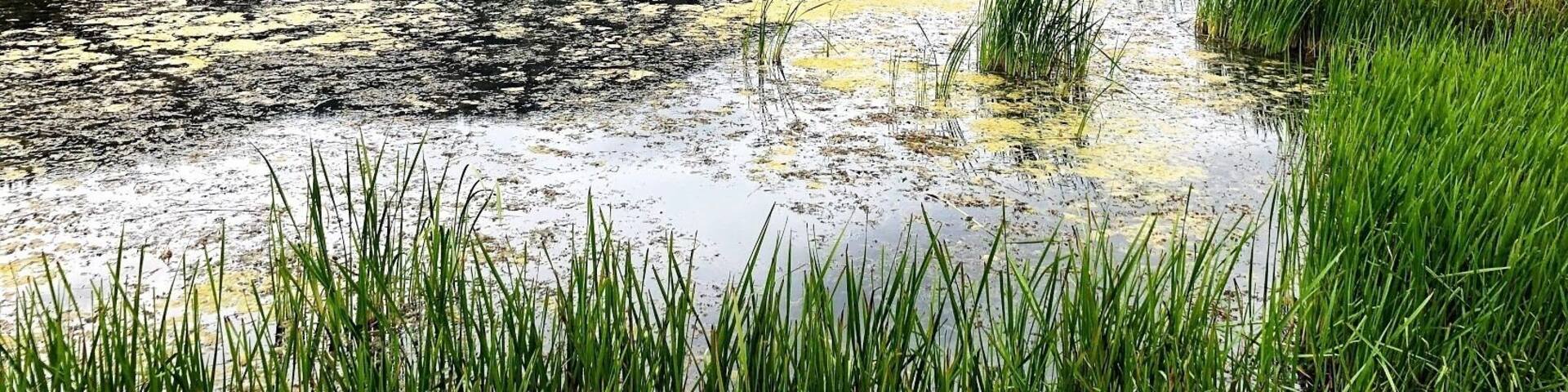 Scout Island, located on the west end of Williams Lake off South Mackenzie Avenue, is a nature sanctuary and park area comprised of two islands connected to the mainland by a vehicle causeway. In addition to a beach area, picnic ground and boat launch, Scout Island contains a series of easy nature trails that take visitors through a relatively undisturbed natural environment, rich in bird and small wildlife habitat. Located in Williams Lake, BC (September 2019)