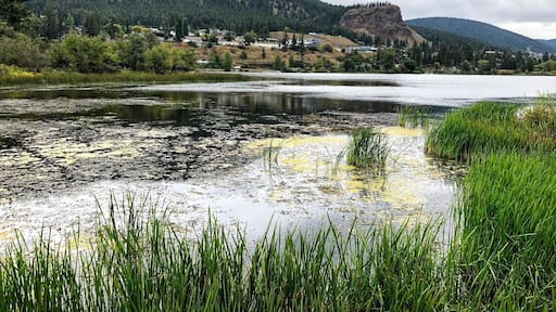 Scout Island, located on the west end of Williams Lake off South Mackenzie Avenue, is a nature sanctuary and park area comprised of two islands connected to the mainland by a vehicle causeway. In addition to a beach area, picnic ground and boat launch, Scout Island contains a series of easy nature trails that take visitors through a relatively undisturbed natural environment, rich in bird and small wildlife habitat. Located in Williams Lake, BC (September 2019)