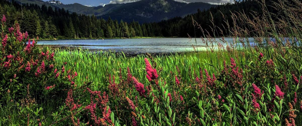 It's wildflower season in Whistler! Flowers abound, adding color to any hike or ride. #lifeatexpedia #whistler #canada #mountains #hiking #mountainbiking