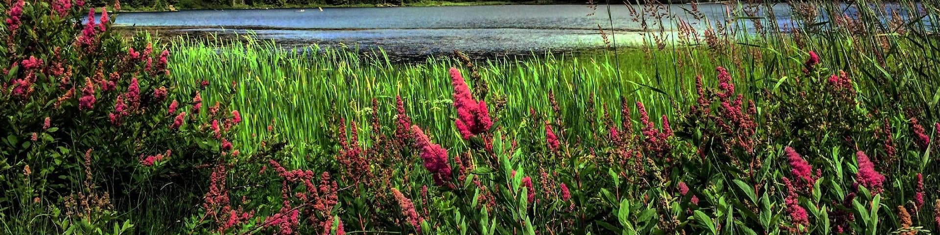 It's wildflower season in Whistler! Flowers abound, adding color to any hike or ride. #lifeatexpedia #whistler #canada #mountains #hiking #mountainbiking