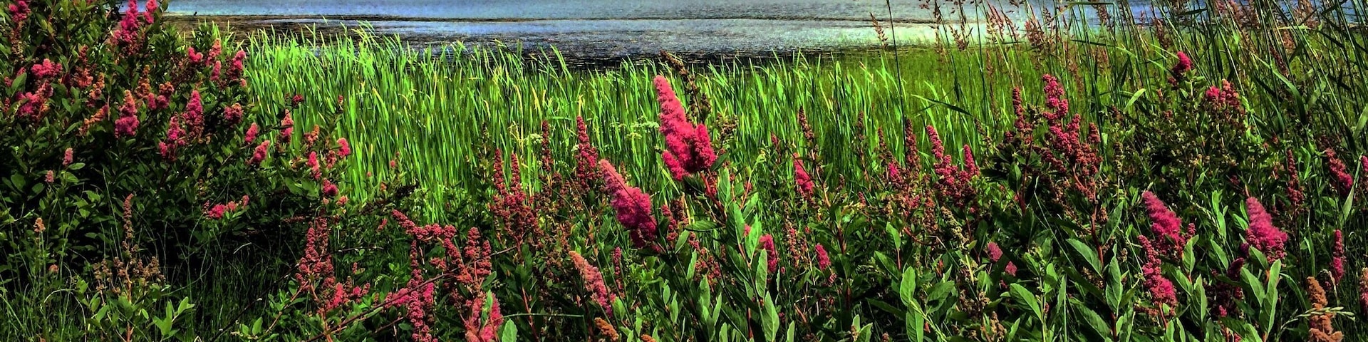 It's wildflower season in Whistler! Flowers abound, adding color to any hike or ride. #lifeatexpedia #whistler #canada #mountains #hiking #mountainbiking
