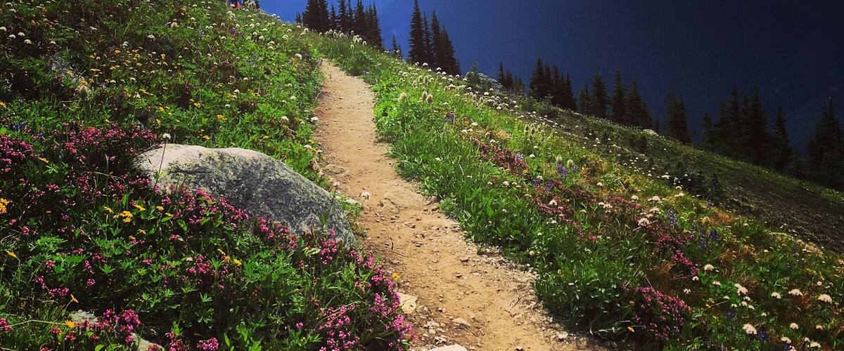#TakeaHike ⛰🚶🏻♀️🐾😃 A glorious day on Whistler Mountain! High Note Trail Hike - 9.5km with a few steep ascents & descents. Perfect way to spend a few hours.