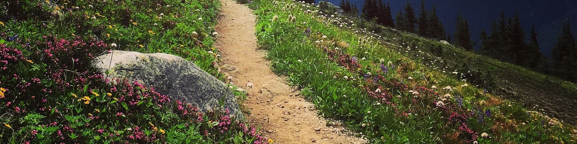 #TakeaHike ⛰🚶🏻♀️🐾😃 A glorious day on Whistler Mountain! High Note Trail Hike - 9.5km with a few steep ascents & descents. Perfect way to spend a few hours.