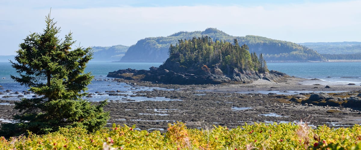 A rocky shoreline with a prominent tree in the foreground, a distant forested island, and a clear sky.