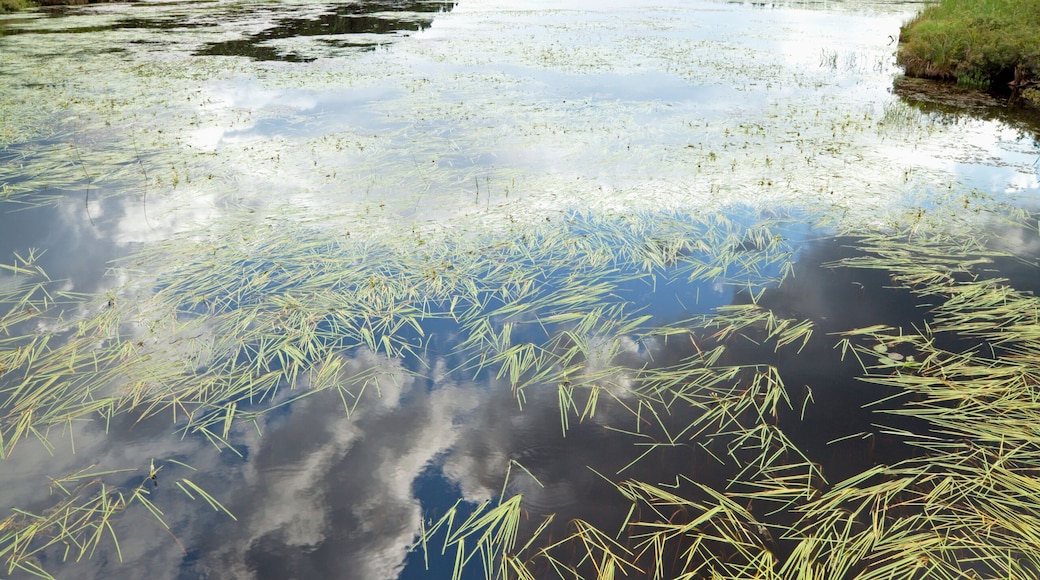 Grasses in a pond with a reflection of the blue sky and cloud in the water; Souix lookout, ontario, canada