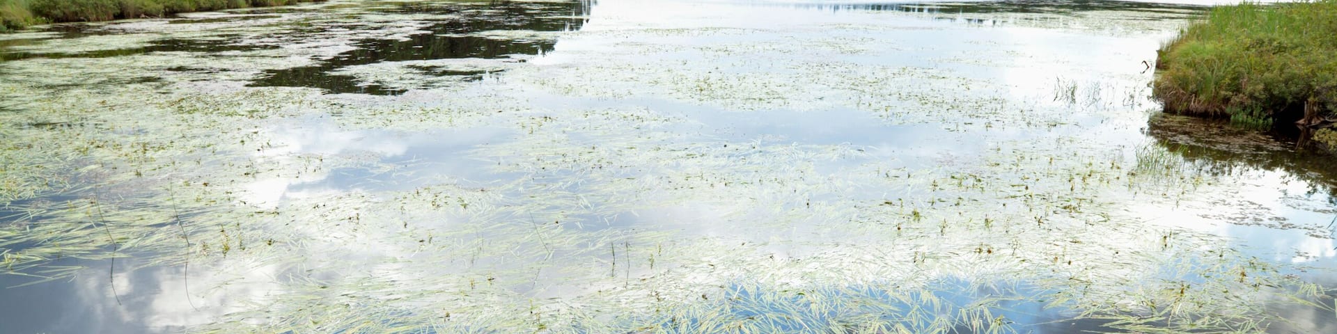 Grasses in a pond with a reflection of the blue sky and cloud in the water; Souix lookout, ontario, canada