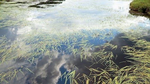 スー ルックアウト