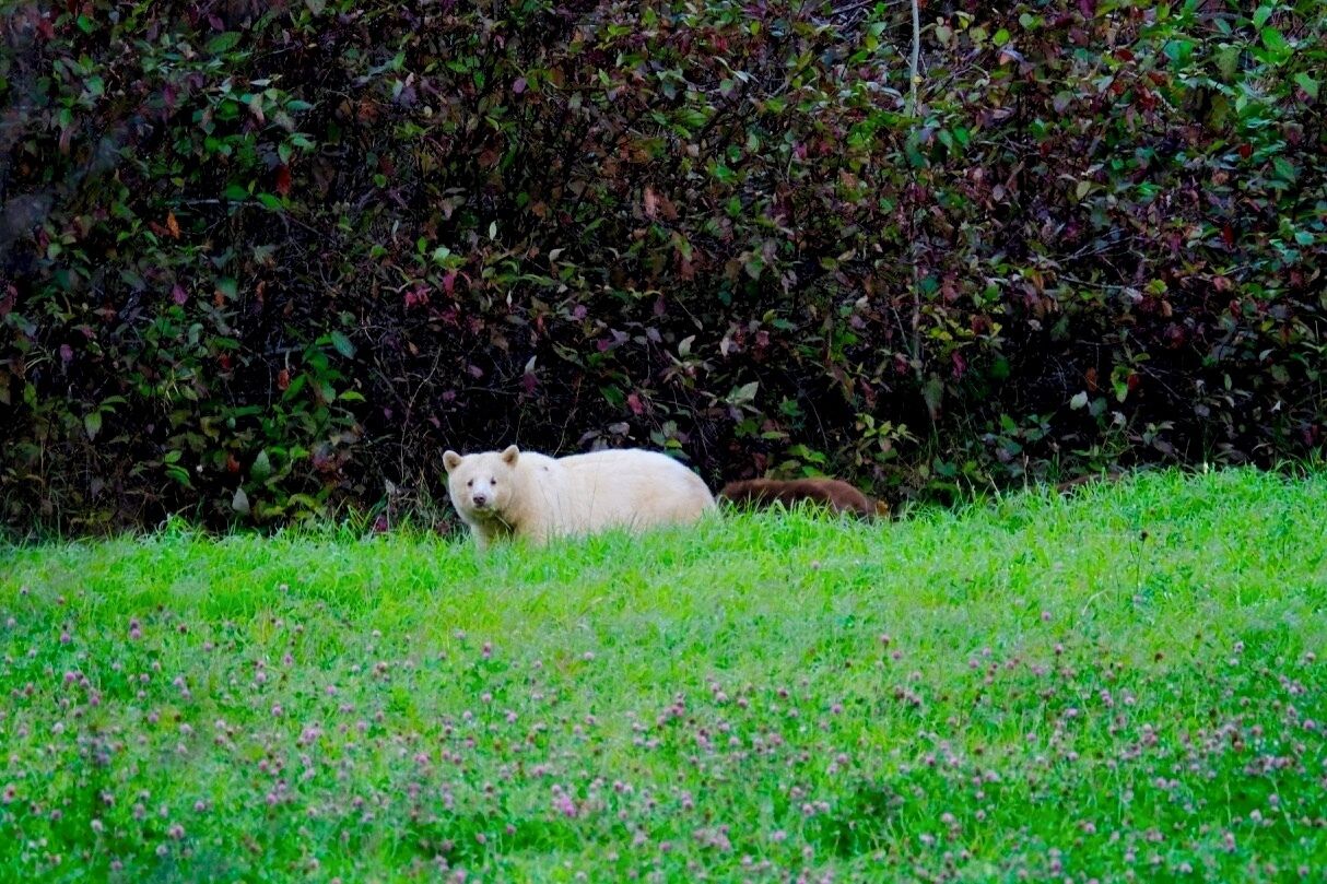 right beside a road, past the crossing. No time to set up camera properly. A spirit bear mum with 3 brown cubs!
