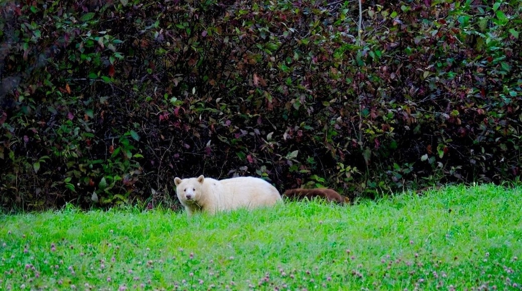 right beside a road, past the crossing. No time to set up camera properly. A spirit bear mum with 3 brown cubs!