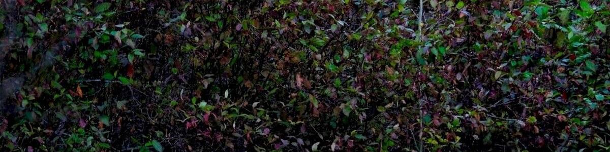 right beside a road, past the crossing. No time to set up camera properly. A spirit bear mum with 3 brown cubs!