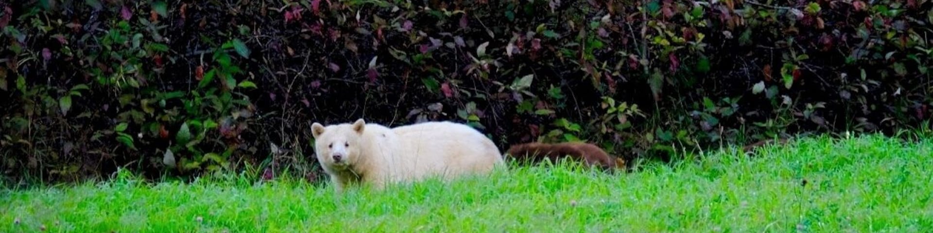 right beside a road, past the crossing. No time to set up camera properly. A spirit bear mum with 3 brown cubs!