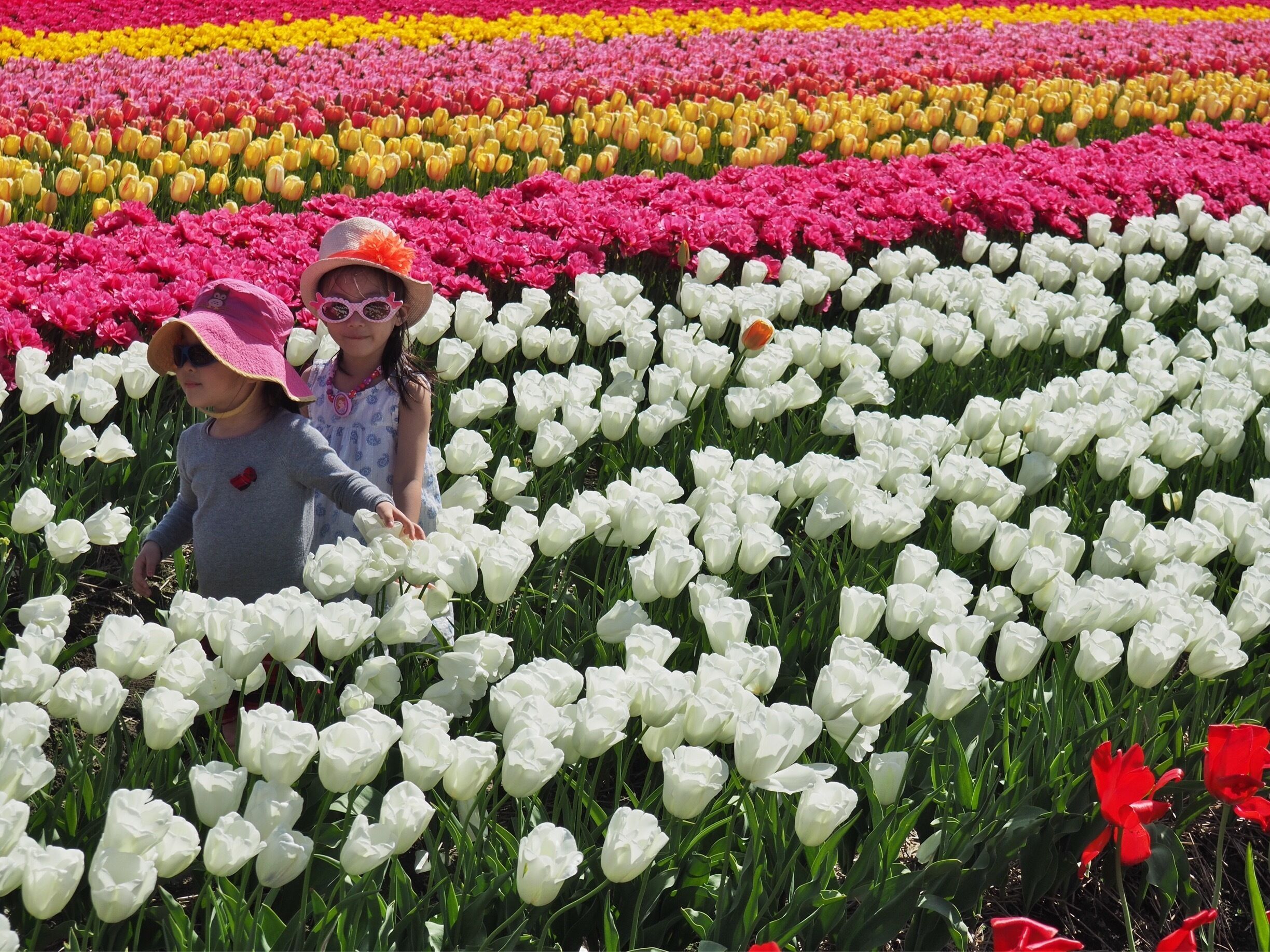 It's easy to get immersed in the tulips at this annual festival in Abbottsford BC.
