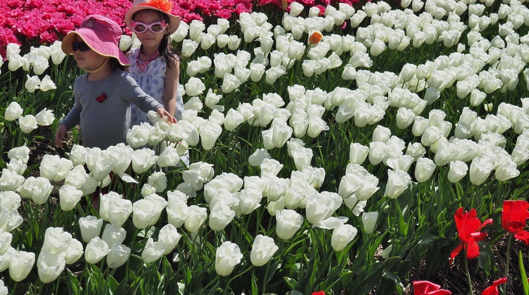 It's easy to get immersed in the tulips at this annual festival in Abbottsford BC.