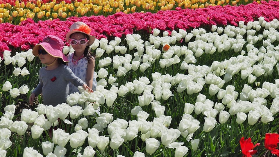 It's easy to get immersed in the tulips at this annual festival in Abbottsford BC.
