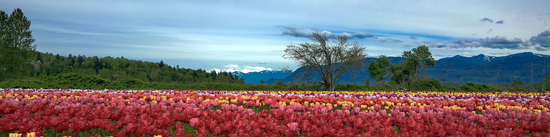 A tulip field with red and yellow flowers, trees, and mountains in the background.