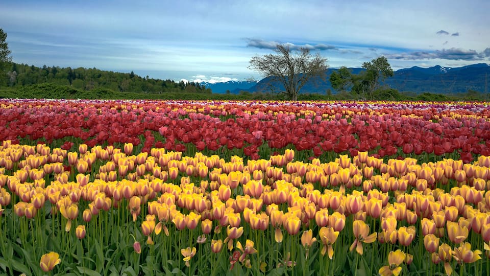 A tulip field with red and yellow flowers, trees, and mountains in the background.