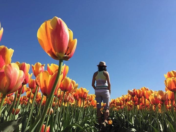 Abbotsford Tulip Festival every Spring