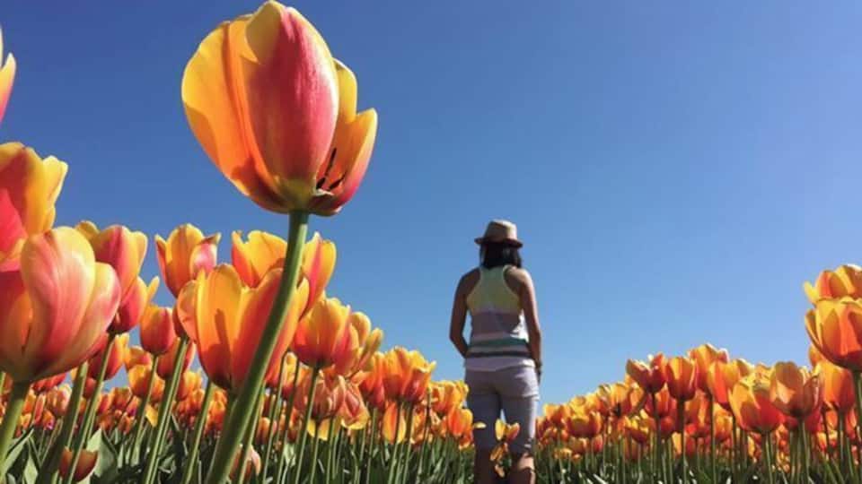 Abbotsford Tulip Festival every Spring
