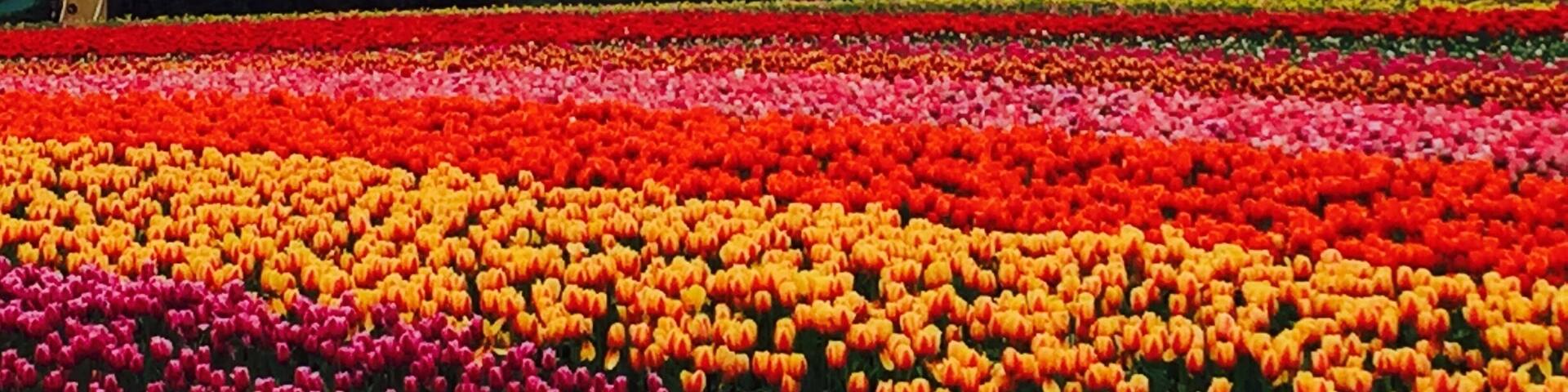 #SpringFun
Abbotsford Tulip Festival, British Columbia, Canada