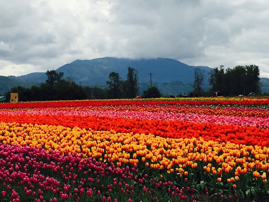 Un campo de tulipanes con filas de flores vibrantes en varios colores, con montañas y cielos nublados al fondo.