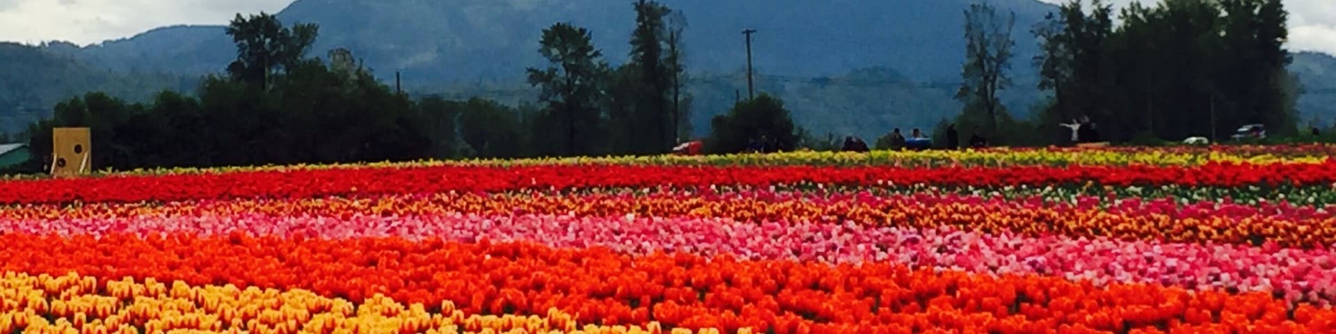 #SpringFun
Abbotsford Tulip Festival, British Columbia, Canada