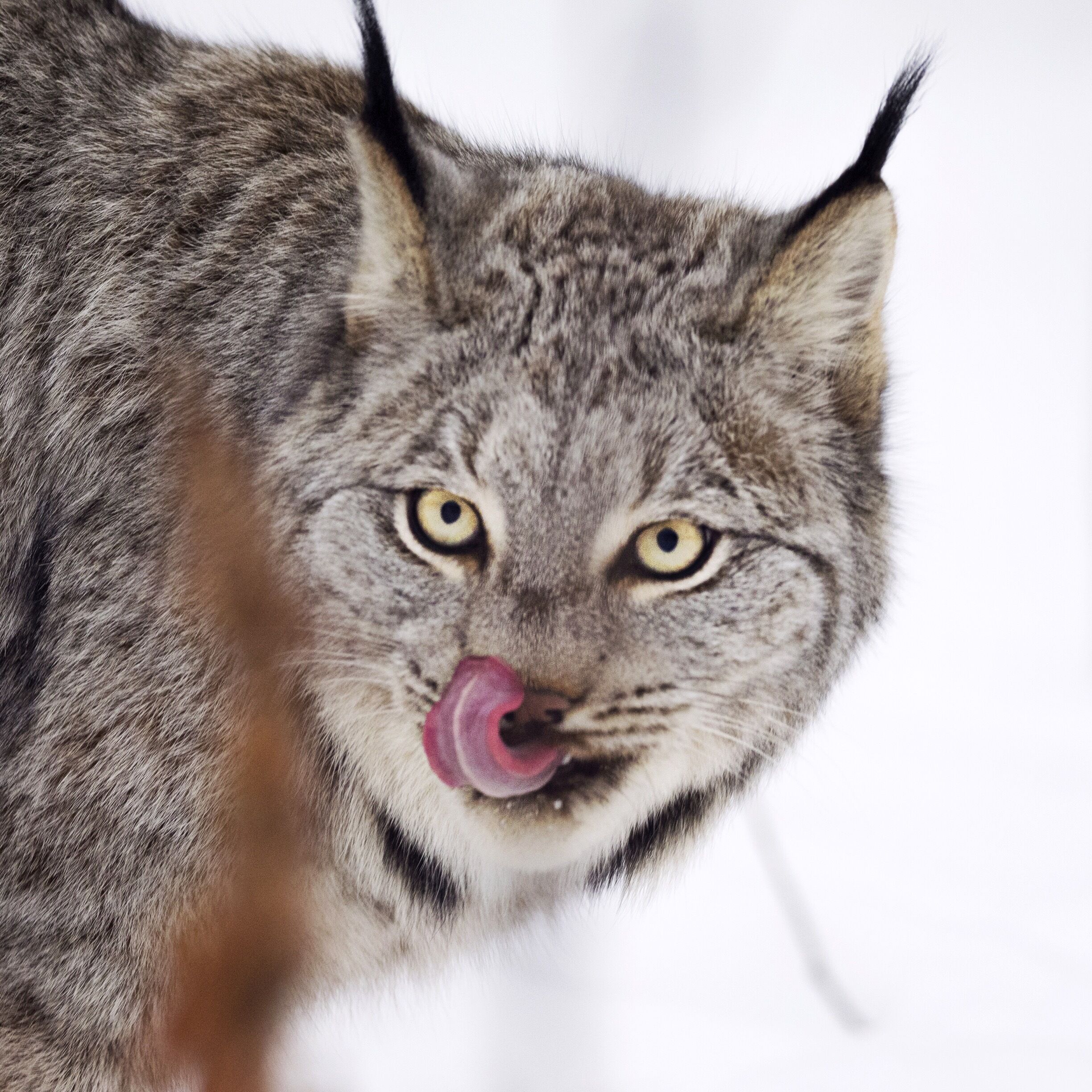 The Yukon wildlife preserve is a MUST do in the Yukon! It's important to remember that it is only open on Friday, Saturday and Sunday in winter although you can also hire an independent guide in Whitehorse for other days. This is the Lynx area, what an impressive animal!