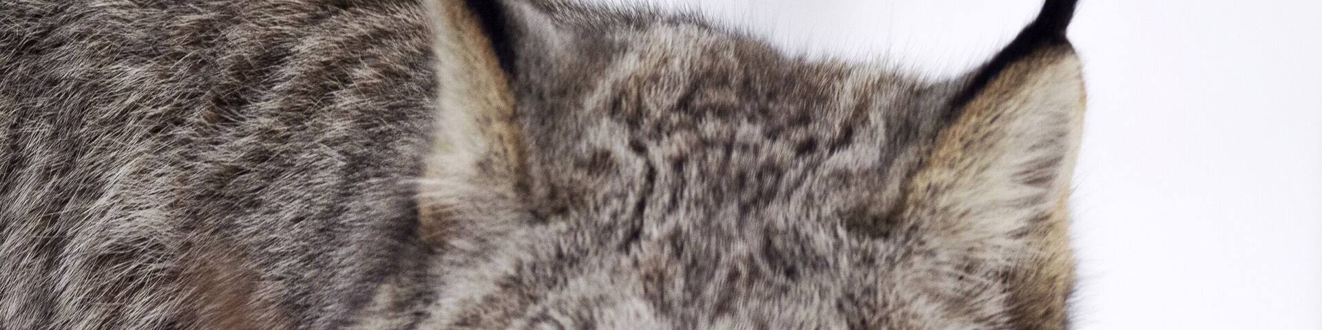 The Yukon wildlife preserve is a MUST do in the Yukon! It's important to remember that it is only open on Friday, Saturday and Sunday in winter although you can also hire an independent guide in Whitehorse for other days. This is the Lynx area, what an impressive animal!