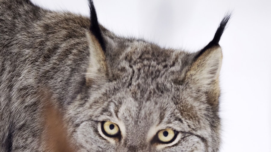 The Yukon wildlife preserve is a MUST do in the Yukon! It's important to remember that it is only open on Friday, Saturday and Sunday in winter although you can also hire an independent guide in Whitehorse for other days. This is the Lynx area, what an impressive animal!