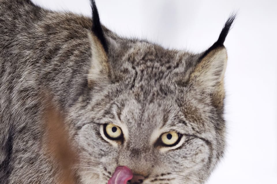 A lynx with a pink tongue.