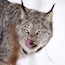 The Yukon wildlife preserve is a MUST do in the Yukon! It's important to remember that it is only open on Friday, Saturday and Sunday in winter although you can also hire an independent guide in Whitehorse for other days. This is the Lynx area, what an impressive animal!