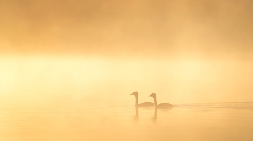 Two red throated grebes (Podiceps grisegena) swimming through the morning mist on Chadburn Lake; Whitehorse, Yukon, Canada