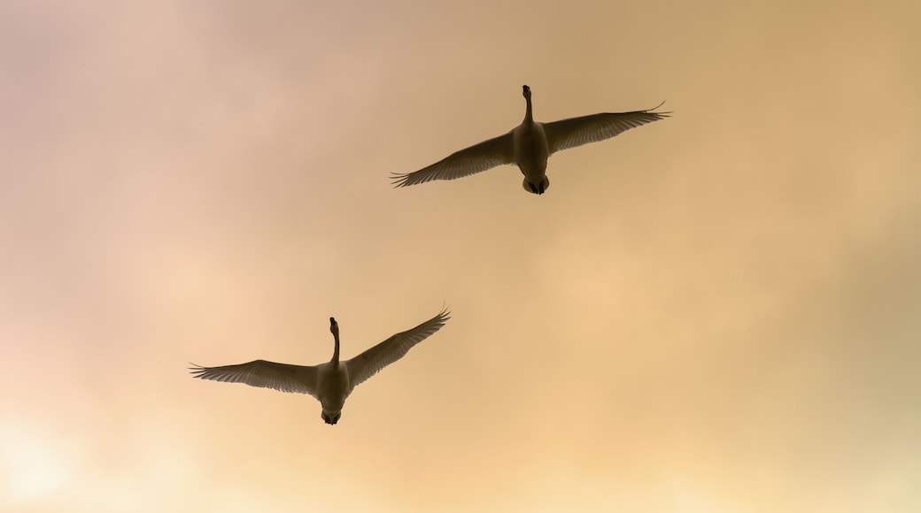 Two Trumpeter swans gain altitude as they make their way towards their next destination at sunset, Marsh Lake, Spring migration, Yukon, Canada.