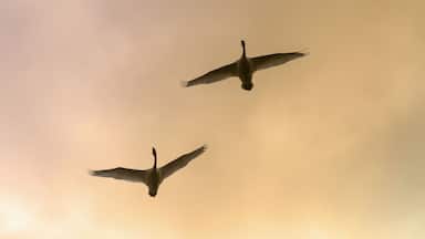 Two Trumpeter swans gain altitude as they make their way towards their next destination at sunset, Marsh Lake, Spring migration, Yukon, Canada.