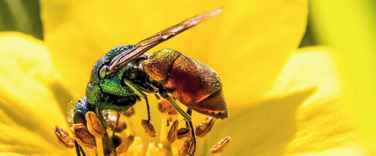 Cuckoo wasp in Carburn Park.  At first glance these look a lot like a large fly or a flying ant. 
#nature #wildlife #photo #outdoor #insects #wasps #flowers #macro #macrophotography #calgary #alberta #canada