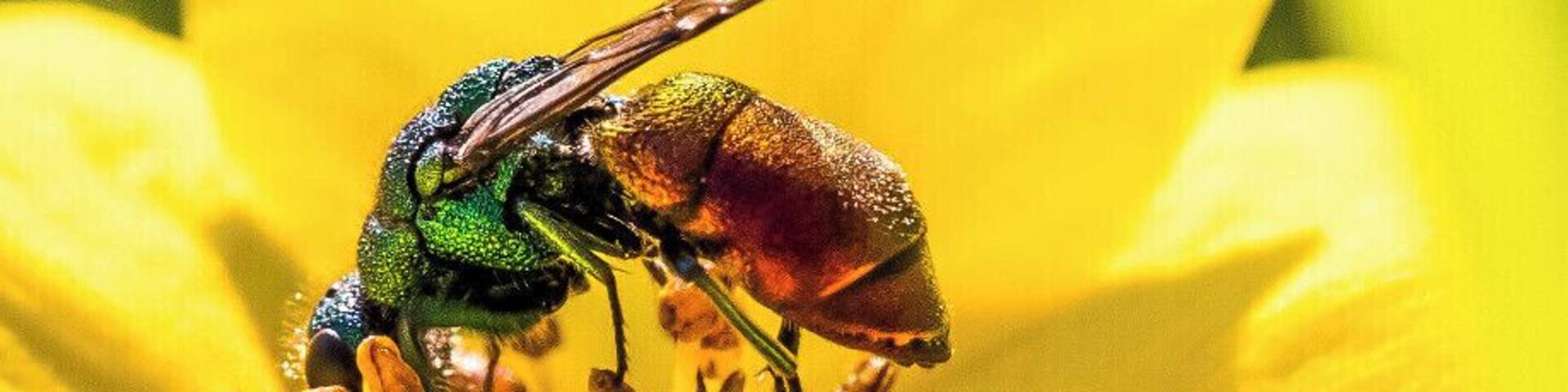 Cuckoo wasp in Carburn Park. At first glance these look a lot like a large fly or a flying ant.
#nature #wildlife #photo #outdoor #insects #wasps #flowers #macro #macrophotography #calgary #alberta #canada