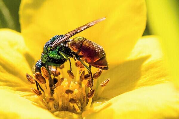 Cuckoo wasp in Carburn Park. At first glance these look a lot like a large fly or a flying ant.
#nature #wildlife #photo #outdoor #insects #wasps #flowers #macro #macrophotography #calgary #alberta #canada