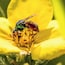 Ein Nahaufnahmeaufnahme eines bunten Insekts auf einer gelben Blüte.