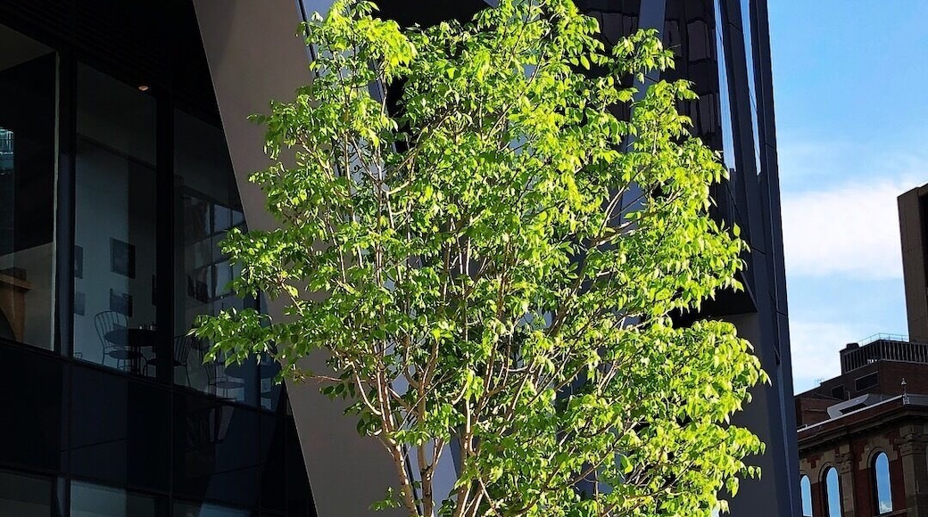 Calgary’s Dream bronze sculpture of a man hugging a live tree by Barcelona artist Juame Plensa outside The Bow tower.