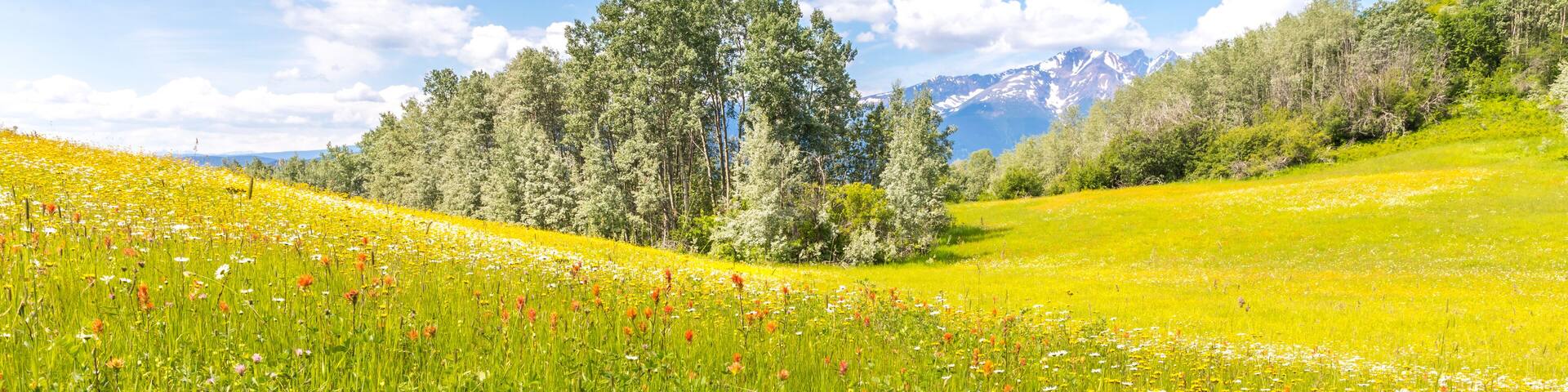 Lush meadow with indian paintbrush flowers, trees and snow covered mountains in the back.