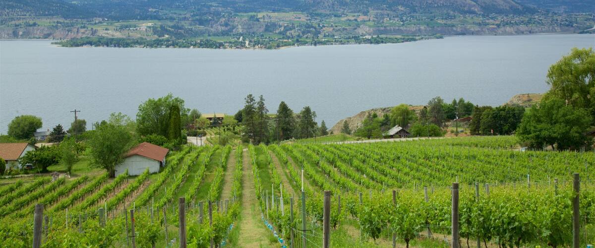 A vineyard with rows of grapevines, a lake, and mountains in the background.