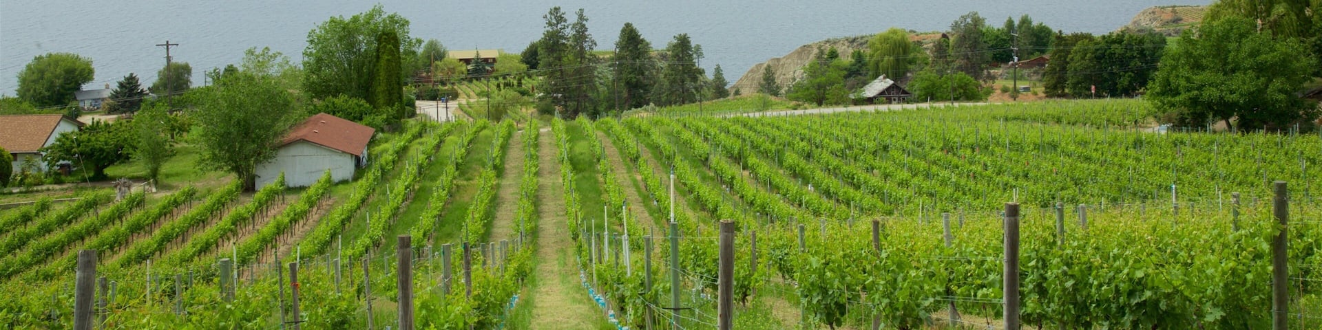 A vineyard with rows of grapevines, a lake, and mountains in the background.