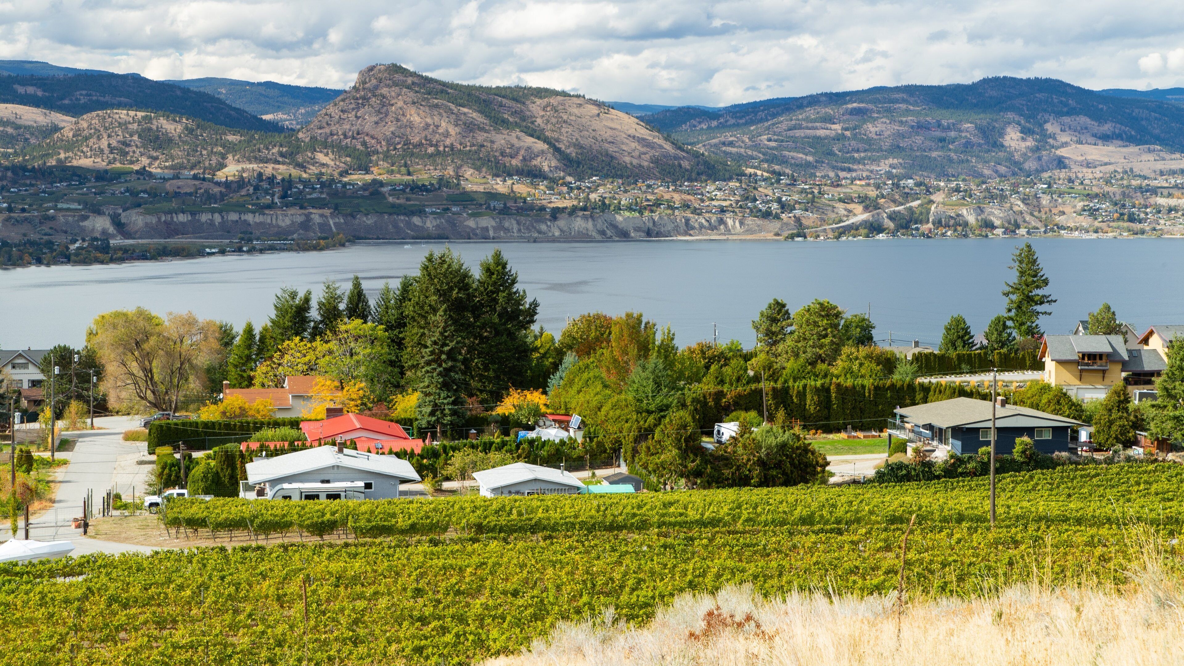 A vineyard, houses, and a lake with mountains in the background.
