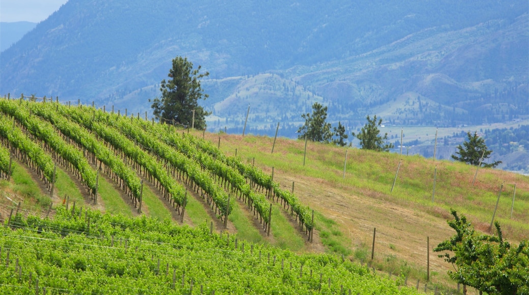 Penticton featuring tranquil scenes, farmland and landscape views
